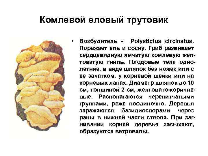 Комлевой еловый трутовик • Возбудитель - Polystictus circinatus. Поражает ель и сосну. Гриб развивает