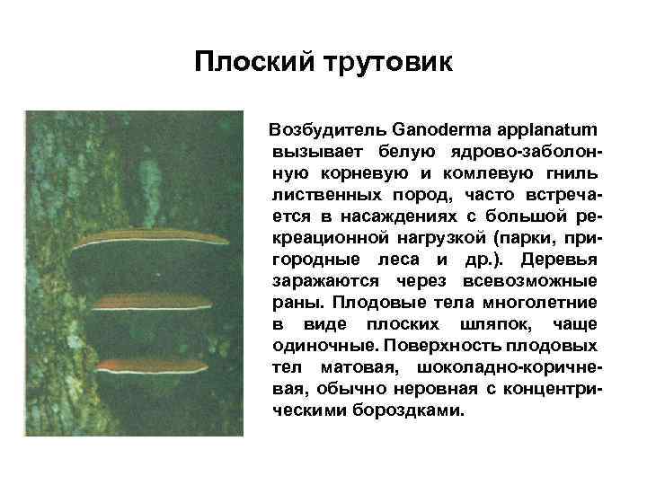 Плоский трутовик Возбудитель Ganoderma applanatum вызывает белую ядрово-заболонную корневую и комлевую гниль лиственных пород,