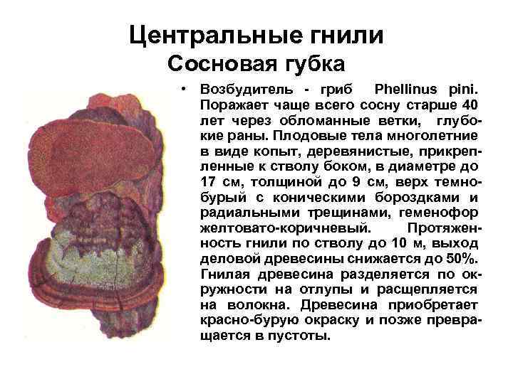 Центральные гнили Сосновая губка • Возбудитель - гриб Phellinus pini. Поражает чаще всего сосну