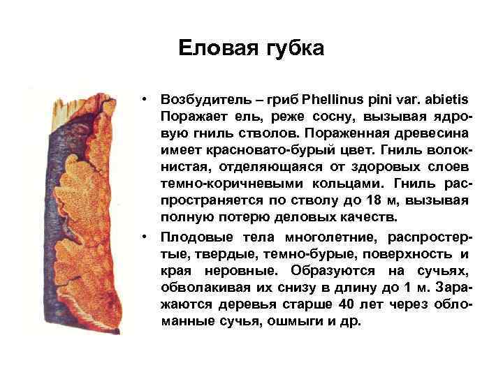 Еловая губка • Возбудитель – гриб Phellinus pini var. abietis Поражает ель, реже сосну,