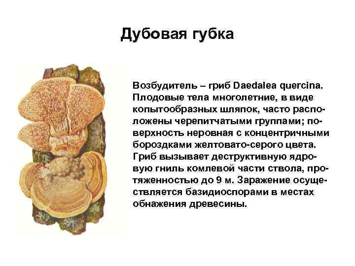 Дубовая губка • Возбудитель – гриб Daedalea quercina. Плодовые тела многолетние, в виде копытообразных