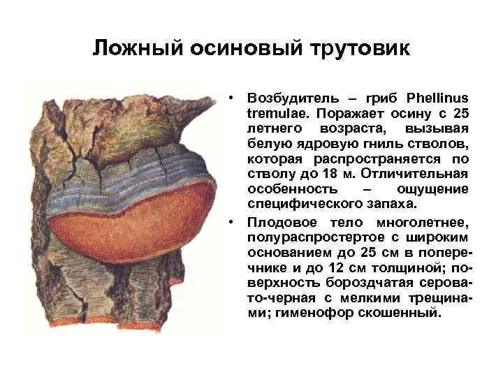 Ложный осиновый трутовик • Возбудитель – гриб Phellinus tremulae. Поражает осину с 25 летнего