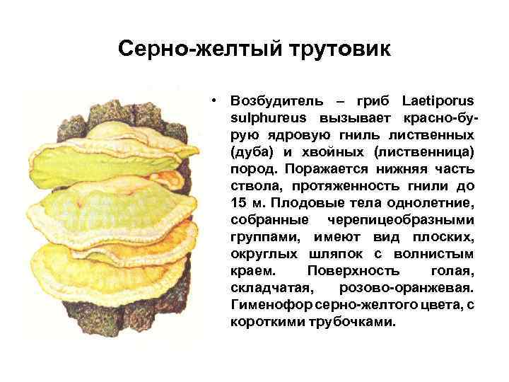 Серно-желтый трутовик • Возбудитель – гриб Laetiporus sulphureus вызывает красно-бурую ядровую гниль лиственных (дуба)