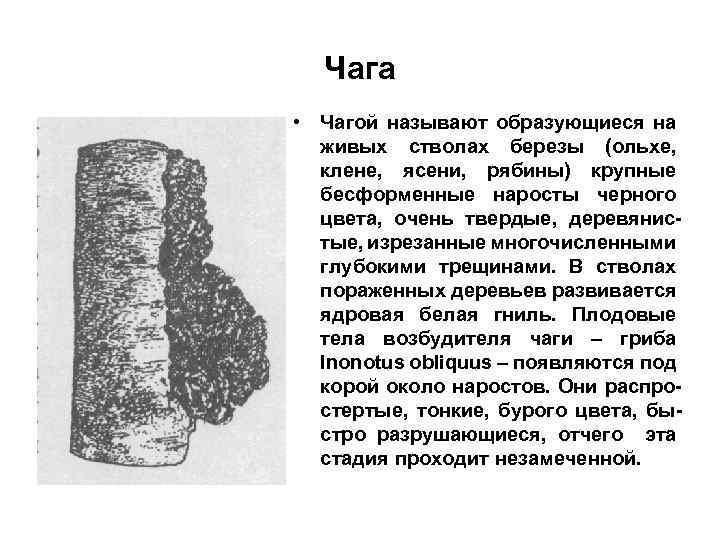 Чага • Чагой называют образующиеся на живых стволах березы (ольхе, клене, ясени, рябины) крупные