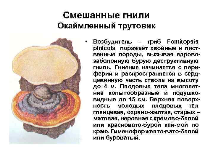 Смешанные гнили Окаймленный трутовик • Возбудитель – гриб Fomitopsis pinicola поражает хвойные и лиственные