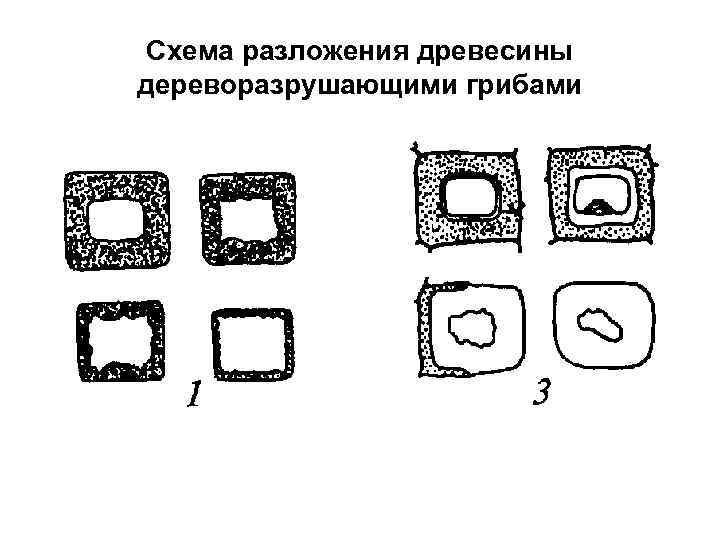 Схема разложения древесины дереворазрушающими грибами 