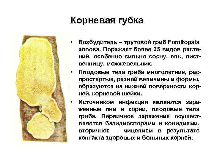 Корневая губка • Возбудитель – трутовой гриб Fomitopsis annosa. Поражает более 25 видов растений,