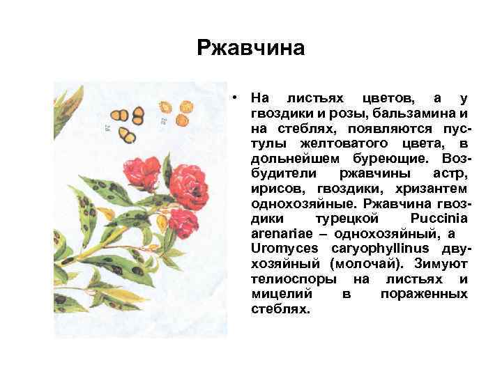 Ржавчина • На листьях цветов, а у гвоздики и розы, бальзамина и на стеблях,