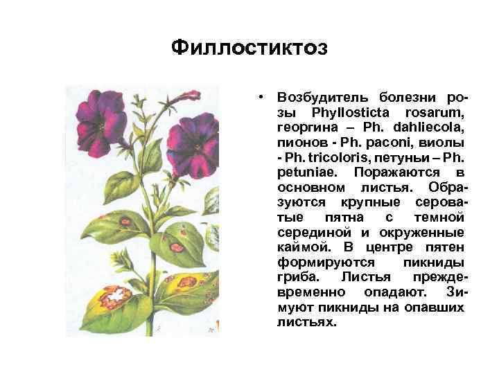 Филлостиктоз • Возбудитель болезни розы Phyllosticta rosarum, георгина – Ph. dahliecola, пионов - Ph.