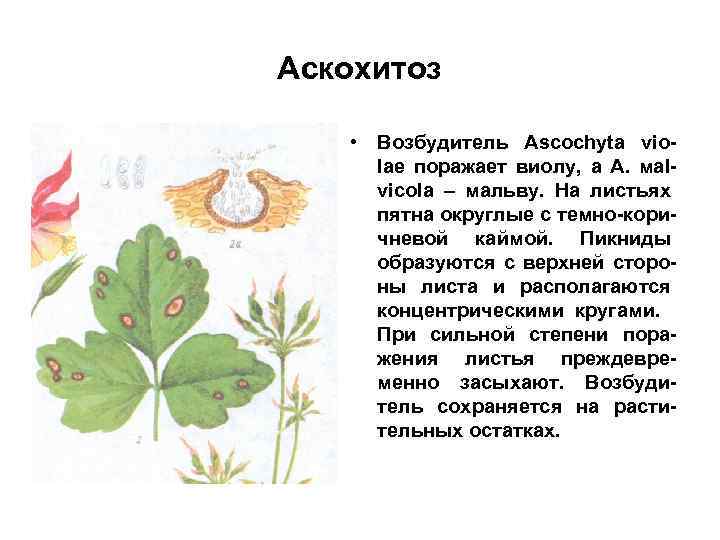 Аскохитоз • Возбудитель Ascochyta violae поражает виолу, а A. мalvicola – мальву. На листьях