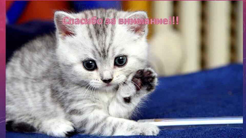 Спасибо за внимание!!! 