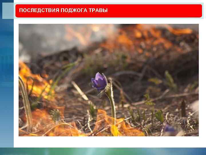 ПОСЛЕДСТВИЯ ПОДЖОГА ТРАВЫ 