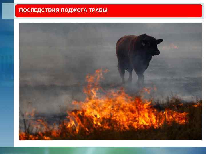 ПОСЛЕДСТВИЯ ПОДЖОГА ТРАВЫ 