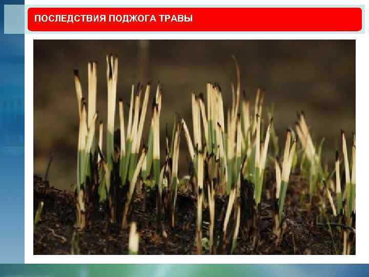 ПОСЛЕДСТВИЯ ПОДЖОГА ТРАВЫ 