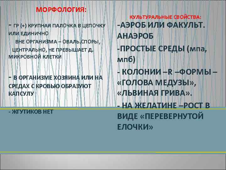 МОРФОЛОГИЯ: ГР (+) КРУПНАЯ ПАЛОЧКА В ЦЕПОЧКУ ИЛИ ЕДИНИЧНО • ВНЕ ОРГАНИЗМА – ОВАЛЬ.