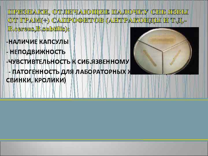 ПРИЗНАКИ, ОТЛИЧАЮЩИЕ ПАЛОЧКУ СИБ ЯЗВЫ ОТ ГРАМ(+) САПРОФИТОВ (АНТРАКОИДЫ И Т. Д. B. cereus,