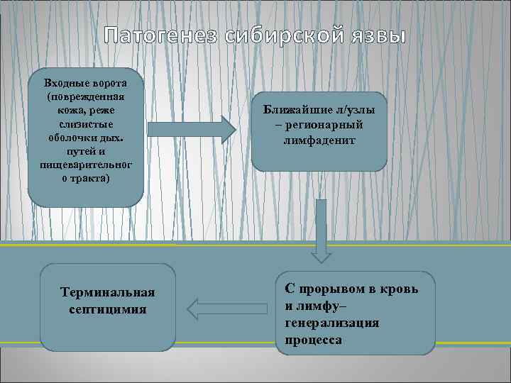 Патогенез сибирской язвы Входные ворота (поврежденная кожа, реже слизистые оболочки дых. путей и пищеварительног