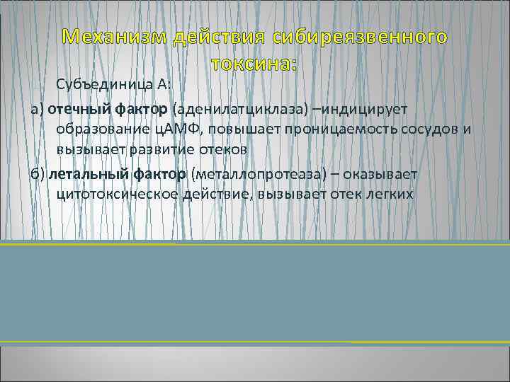 Механизм действия сибиреязвенного токсина: 1. Субъединица А: а) отечный фактор (аденилатциклаза) –индицирует образование ц.