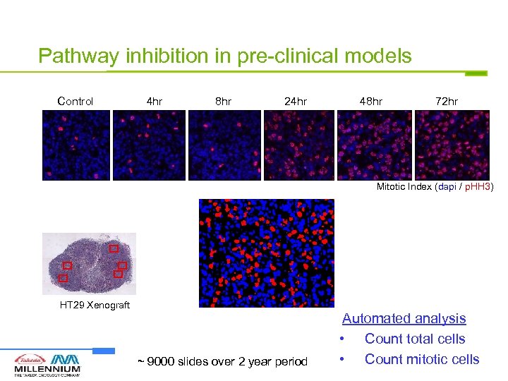 Pathway inhibition in pre-clinical models Control 4 hr 8 hr 24 hr 48 hr