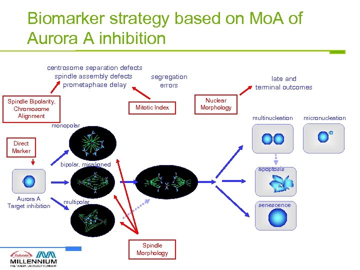 Biomarker strategy based on Mo. A of Aurora A inhibition centrosome separation defects spindle