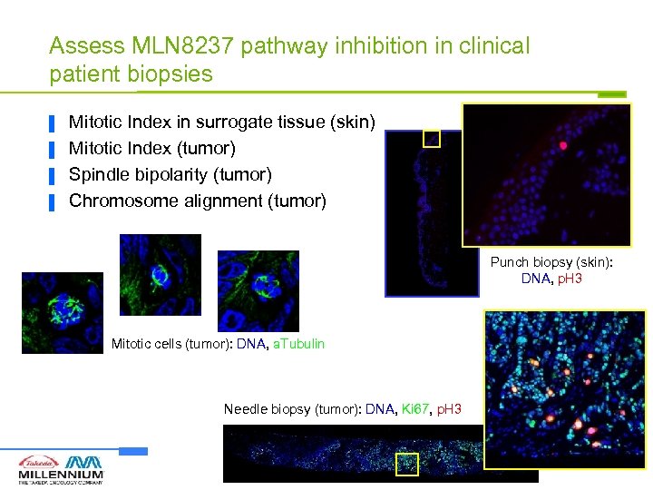 Assess MLN 8237 pathway inhibition in clinical patient biopsies ▐ ▐ Mitotic Index in