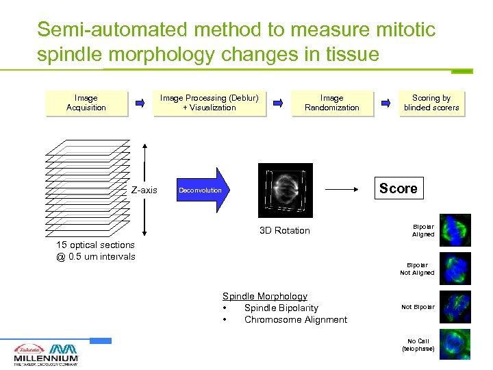 Semi-automated method to measure mitotic spindle morphology changes in tissue Image Acquisition Image Processing