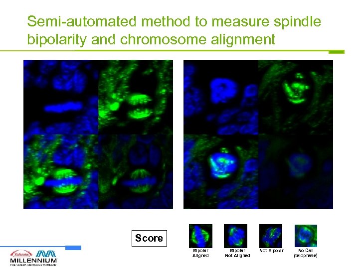 Semi-automated method to measure spindle bipolarity and chromosome alignment Score Bipolar Aligned Bipolar Not