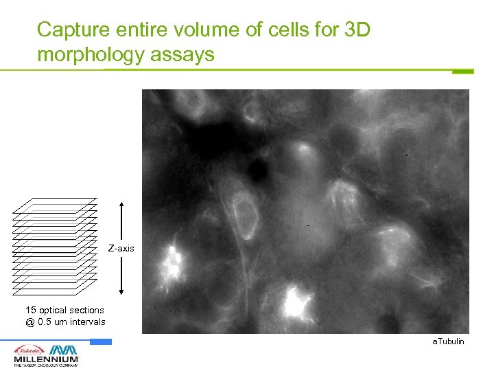 Capture entire volume of cells for 3 D morphology assays Z-axis 15 optical sections