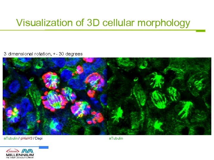 Visualization of 3 D cellular morphology 3 dimensional rotation, +- 30 degrees a. Tubulin