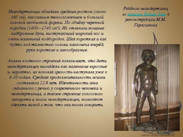 Неандертальцы обладали средним ростом (около 165 см), массивным телосложением и большой головой необычной формы.