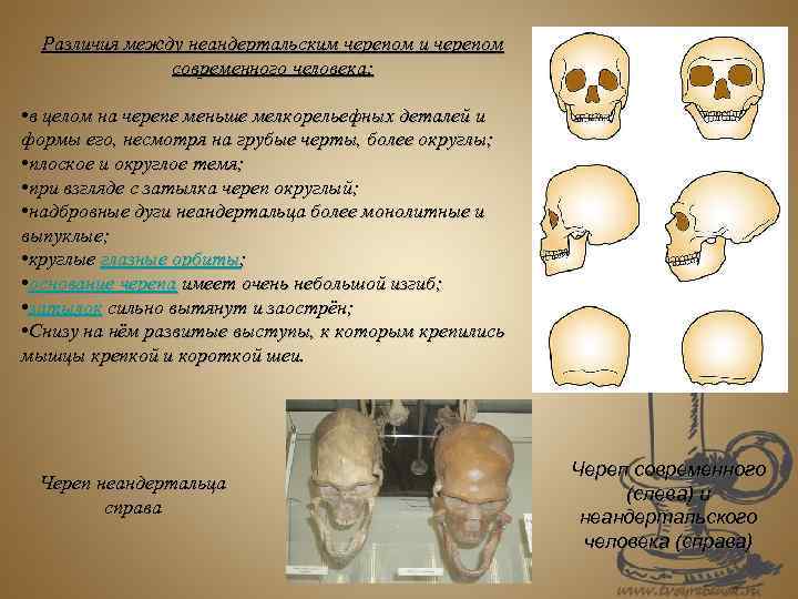 Различия между неандертальским черепом и черепом современного человека: • в целом на черепе меньше