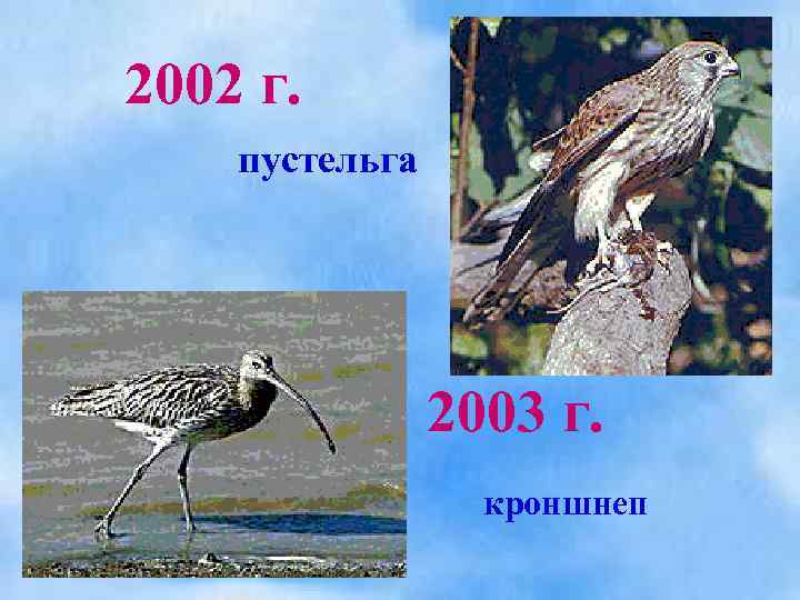 2002 г. пустельга 2003 г. кроншнеп 