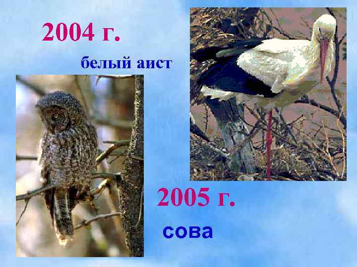 2004 г. белый аист 2005 г. сова 