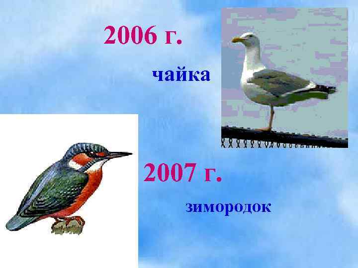 2006 г. чайка 2007 г. зимородок 
