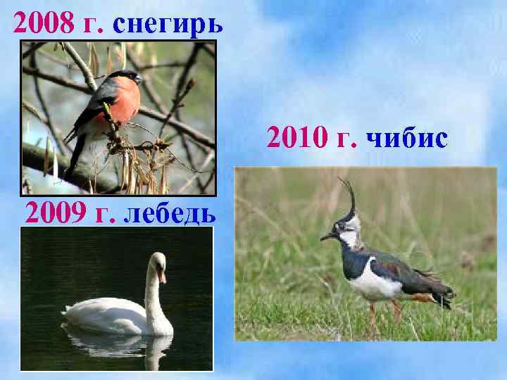2008 г. снегирь 2010 г. чибис 2009 г. лебедь 