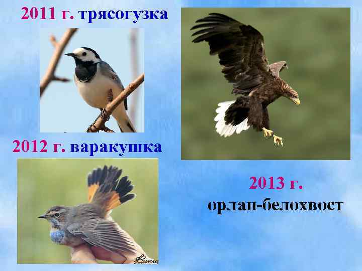 2011 г. трясогузка 2012 г. варакушка 2013 г. орлан-белохвост 