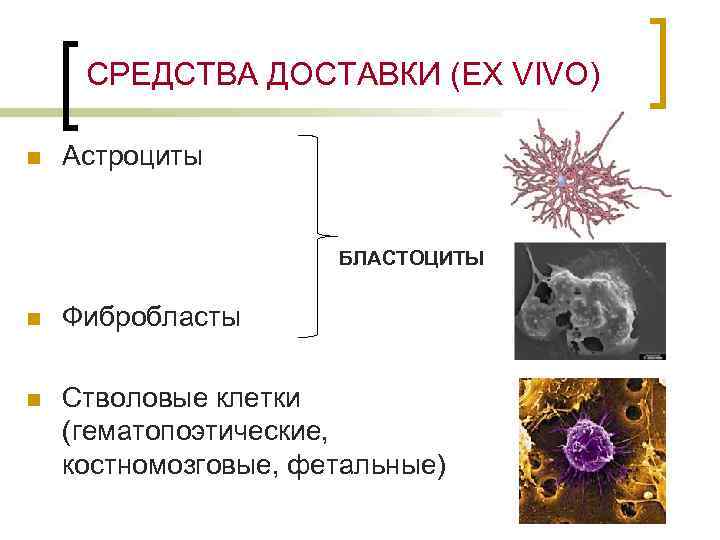 СРЕДСТВА ДОСТАВКИ (EX VIVO) n Астроциты БЛАСТОЦИТЫ n Фибробласты n Стволовые клетки (гематопоэтические, костномозговые,