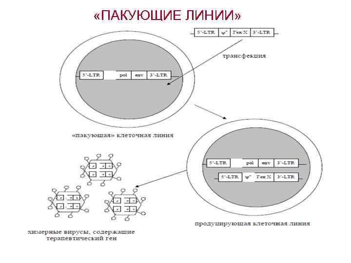  «ПАКУЮЩИЕ ЛИНИИ» 