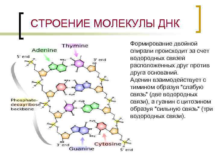 СТРОЕНИЕ МОЛЕКУЛЫ ДНК Формирование двойной спирали происходит за счет водородных связей расположенных друг против