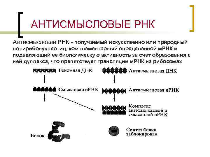 АНТИСМЫСЛОВЫЕ РНК Антисмысловая РНК - получаемый искусственно или природный полирибонуклеотид, комплементарный определенной м. РНК