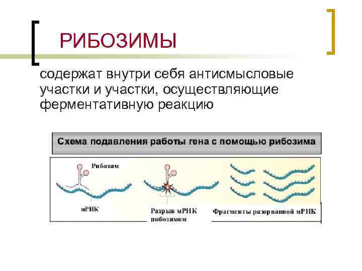 РИБОЗИМЫ содержат внутри себя антисмысловые участки и участки, осуществляющие ферментативную реакцию 