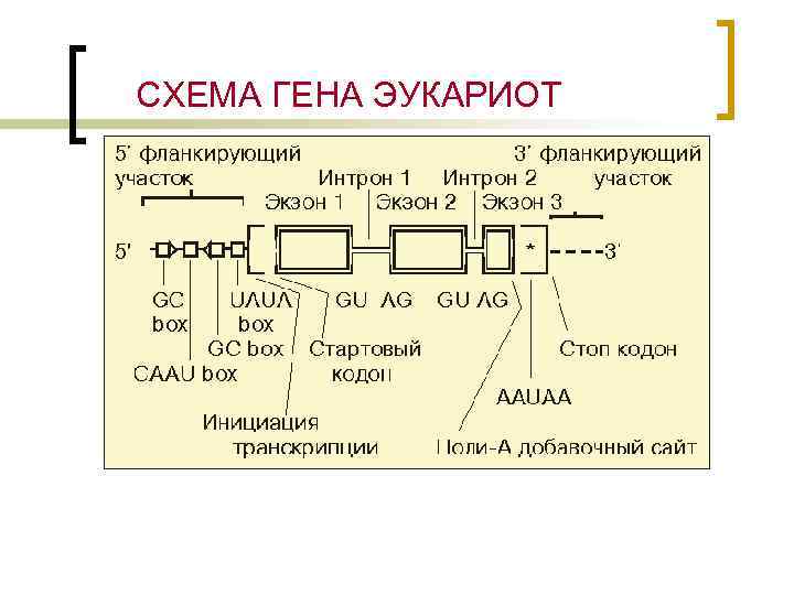 СХЕМА ГЕНА ЭУКАРИОТ 