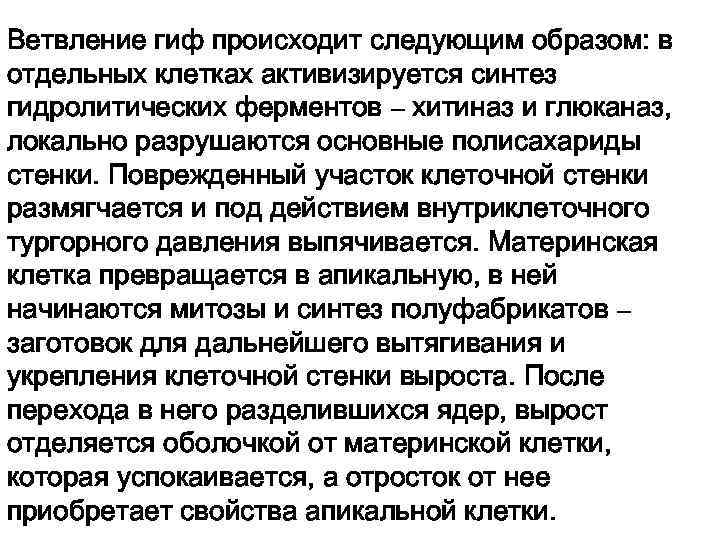 Ветвление гиф происходит следующим образом: в отдельных клетках активизируется синтез гидролитических ферментов – хитиназ