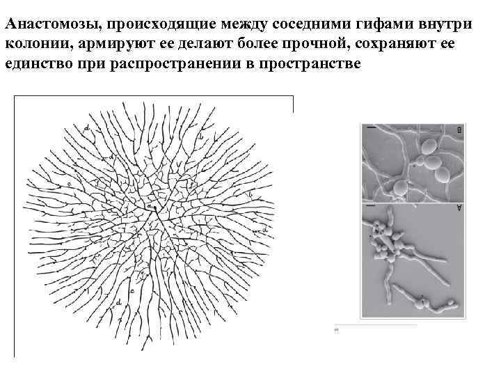 Анастомозы, происходящие между соседними гифами внутри колонии, армируют ее делают более прочной, сохраняют ее