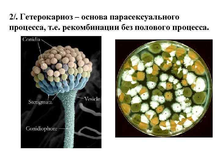 2/. Гетерокариоз – основа парасексуального процесса, т. е. рекомбинации без полового процесса. 