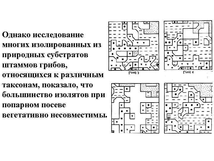 Однако исследование многих изолированных из природных субстратов штаммов грибов, относящихся к различным таксонам, показало,