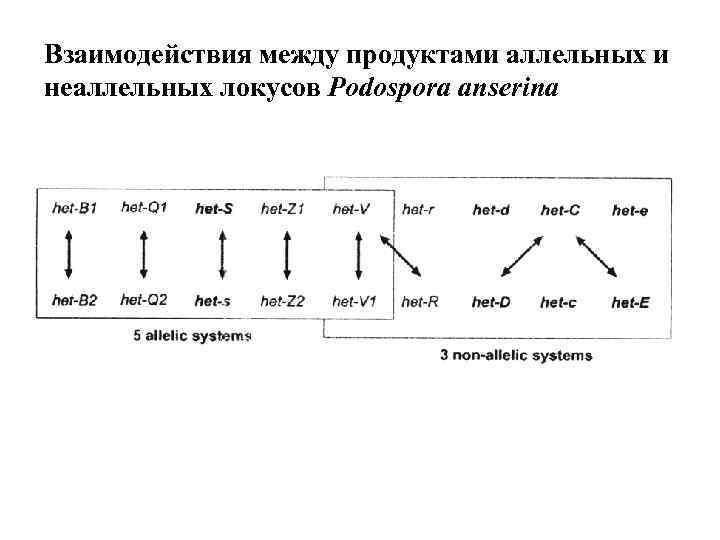 Взаимодействия между продуктами аллельных и неаллельных локусов Podospora anserina 