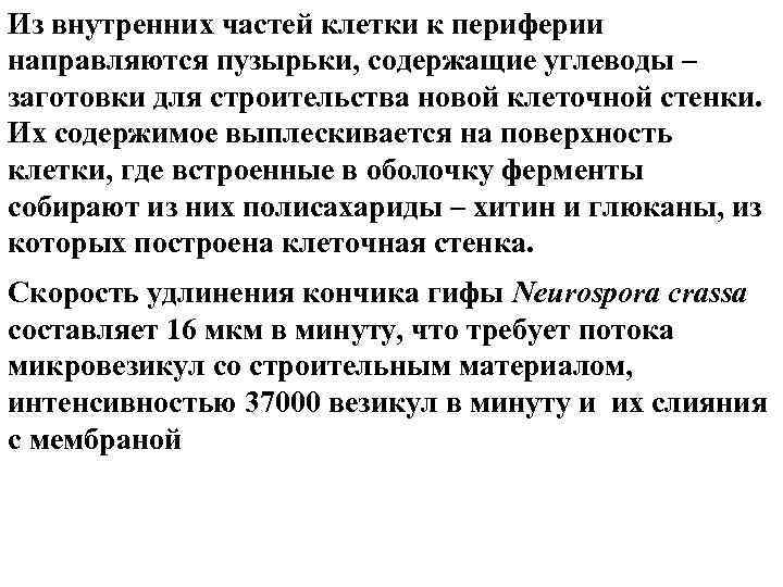 Из внутренних частей клетки к периферии направляются пузырьки, содержащие углеводы – заготовки для строительства