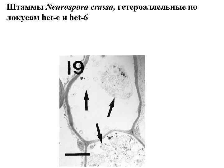 Штаммы Neurospora crassa, гетероаллельные по локусам het-c и het-6 