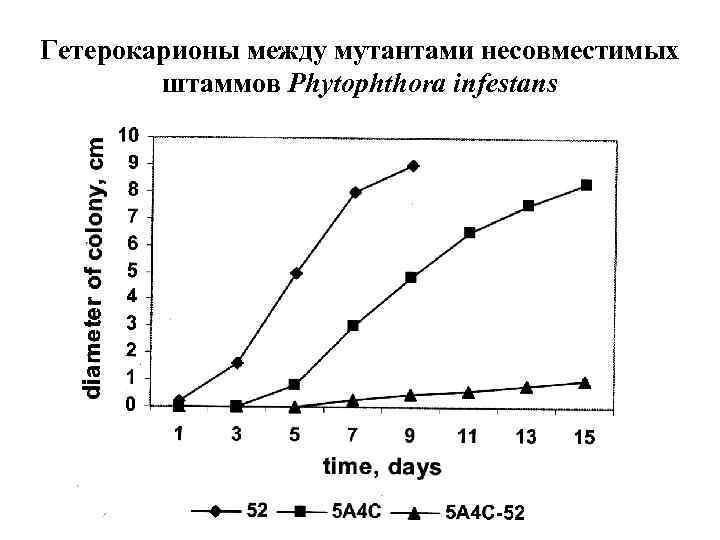 Гетерокарионы между мутантами несовместимых штаммов Phytophthora infestans 